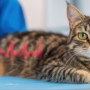 진심동물내과심장병원 이미지