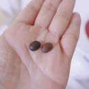 하라323로스팅