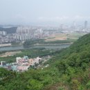 호산삼 이미지