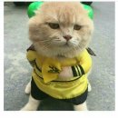 생선파는고양이 이미지