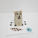 꼬리별펫케이크 이미지