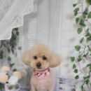 아보네 멍빌리지 이미지