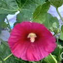 접시꽃 (영어이름 : hollyhock , 학명 : Althaea rosea Cavanil ,) 이야기(6/15) 이미지