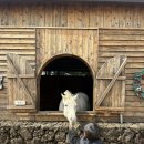 이기목장 | 목장카페 밭디에서 이색자전거 타기