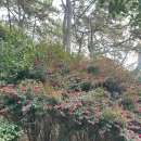 동백공원 산정 네이버블로그