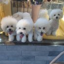 비숑마을펜션 이미지