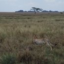 세렝게티 이미지