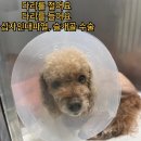 쿨펫동물병원 킨텍스점 이미지