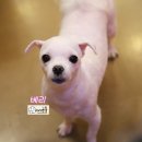 바비펫샵 이미지