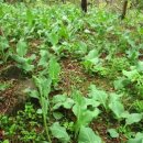 효명목장 이미지