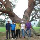 왕소나무길 이미지