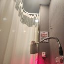 데스티니 퍼피 | 240122~28 허리디스크 제발 어떻게 좀 해주세요🥲