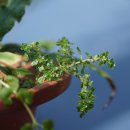 작은잎물통이 Pilea microphylla (L.) Liebm. 이미지