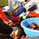 보늬숲밤농장 이미지