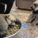 하우에버 포우에버 이미지