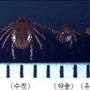 서귀포 지역 살인 진드기 주의보 이미지
