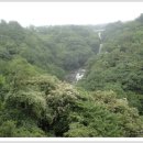 제주 천제연 난대림 이미지