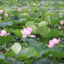 양산호수공원 이미지