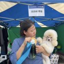 크러쉬 푸들 이미지