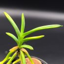 삼광약품 이미지