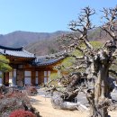 금산마을회관 | (양산)매화와 미나리 향기 가득한 원동에서 동면까지 이어진 봄길을 따라