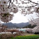 제47차 테마 경산"반곡지 복사꽃축제"삼량진"토끼와 옹달샘 이미지