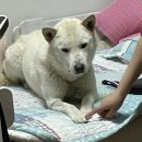 해피올동물병원 | 진돗개 태산이의 중성화 후기🥜그리고 실외견 강아지가 10일동안 실내견으로 살아가기!