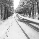 숲의동화 이미지