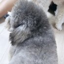 조재진동물병원 | 강아지임신확인 초음파검사 후기