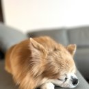 몽트라슈 이미지