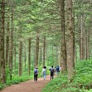 대관령 국민의숲길, 잎깔나무숲길(제궁골) 트레킹,양떼목장 이미지