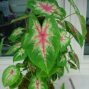 칼라디움(Caladium) 이미지