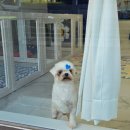 두유네 애견미용실 이미지