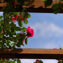 장자호수공원 장미터널 이미지