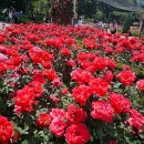 6월7일(일)서울대공원백만송이장미축제관람&amp;호숫길&amp;동물원둘레길&amp;산림욕장길발길따라 산책+나오리장작구이뒤풀이 이미지