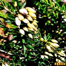 에리카(ERICA)