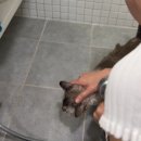 한우애애 | 고양이 목욕주기 고민 끝! 강아지샴푸 오버츄어 더마 서린 시그니처 샴푸로 5년 만에 보송해진 설리