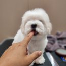 Coton4u 이미지