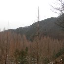 @ 피서의 성지를 찾아서 ~ 메타세콰이어 숲길을 간직한 첩첩한 산주름 속의 아름다운 휴양림, 대전 장태산자연휴양림 이미지
