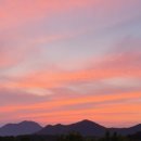 햄릿과 올리브 이미지