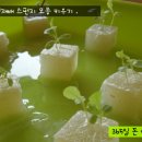 상추밭에돈 이미지