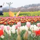 노란유채