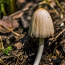 다양한 버섯을 활용한 건강한 요리 이미지