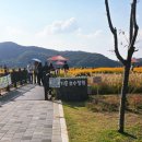 지에스 25 용인명지대점 | 서울근교 가을정취 물씬 코스모스 맛집 용인 기흥호수정원 놀이터 251025