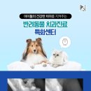 뿌리동물병원 치과센터 이미지
