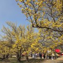 구례로선 이미지