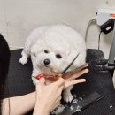 하이바 - 평택시 고덕여염5길 126 | 대구 동구 율하동 애견미용실 :: 비숑 두찌의 귀여운 쁘띠하이바컷 후기