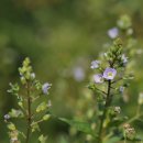 물칭개나물 Undulate speedwell 이미지