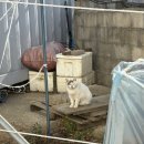 콩콩설기 이미지