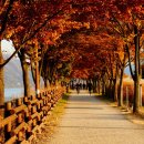 나무고아원 이미지